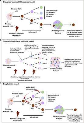 Glioma Stem-Like Cells and Metabolism: Potential for Novel Therapeutic Strategies